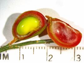   Fruit,nbsp;seed:   Retama monosperma , fruit dissected to show seed inside.; Photo by K.E. Clancy, USDA APHIS PPQ, imageID.idtools.org
